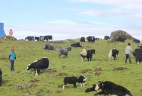 रसुवामा वैशाख १३ देखि १५ सम्म चौँरी महोत्सव